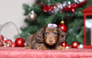 4967aaaPaula the dachshund-the puppy lodge