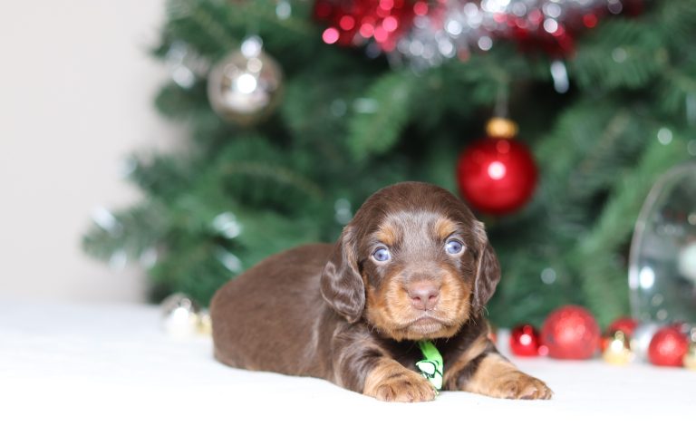 4968aaaGunner the dachshunnd-the puppy lodge