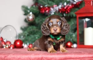 4968aaaGunner the dachshund-the puppy lodge