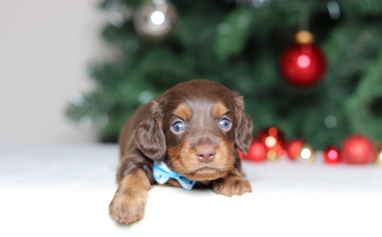 4969aaaGary the dachshund-the puppy lodge