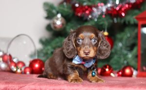 4969aaaGary the dachshund-the puppy lodge