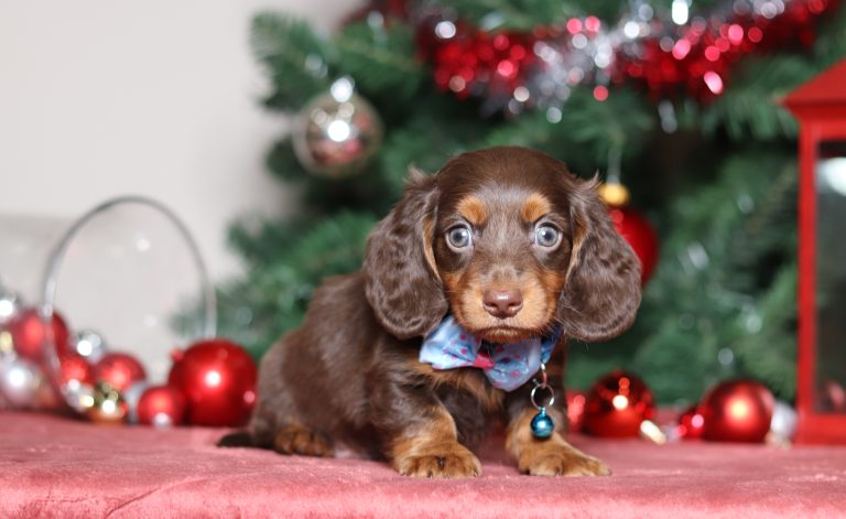 4969aaaGary the dachshund-the puppy lodge