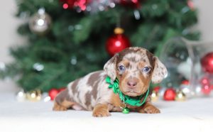 4970aaGarrett the dachshund-the puppy lodge