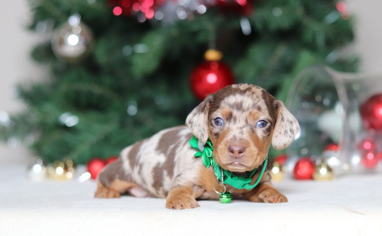 4970aaGarrett the dachshund-the puppy lodge