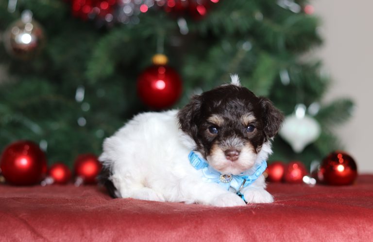 4971aaaHans the mini poodle-the puppy lodge