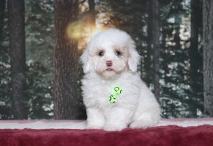 4972aHarris the mini poodle-the puppy lodge