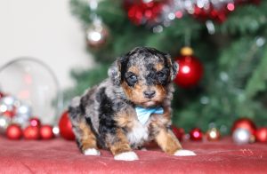 4974aaaBenny the mini poodle-the puppy lodge