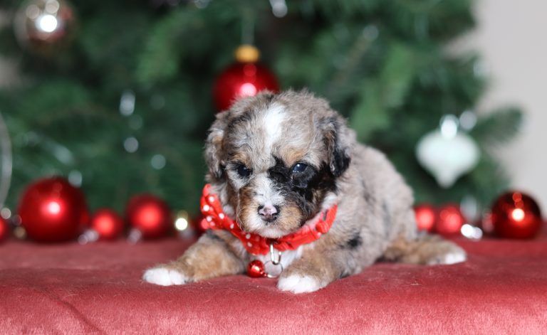 4977aHallie the mini poodle-the puppy lodge