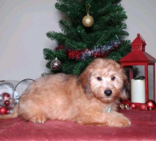 2298aaaLogan the doxiepoo-the puppy lodge