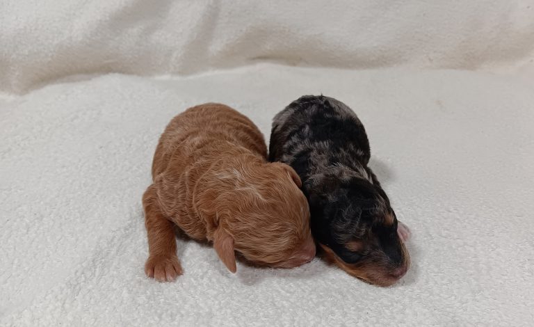 Blue-Eyed-Girl-litter-the puppy lodge