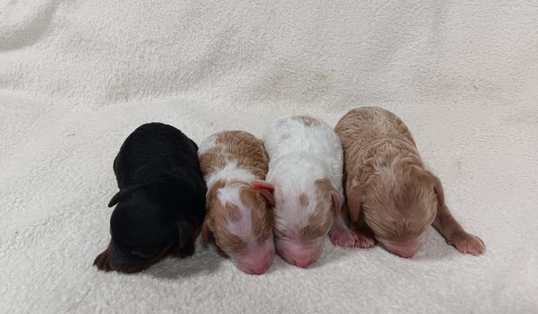 Blue-Girl-Litter-the puppy lodge