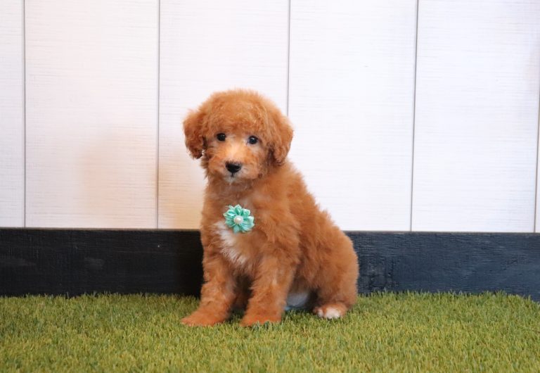 Bryce-4962a-mini-poodle-Pawsome-Family-Pets