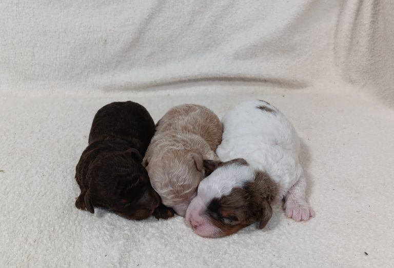 Diamonds-Cocoa-litter-the puppy lodge