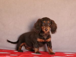Gala 4961b mini dachshund Puppy Lodge