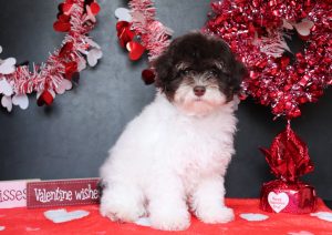Hans-4971bbb-mini-poodle-Pawsome-Family-Pets