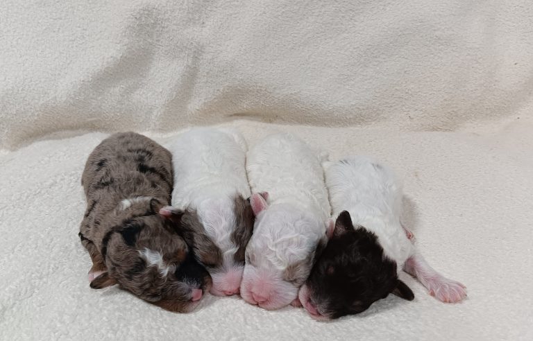 Happy-Gracie litter-the puppy lodge