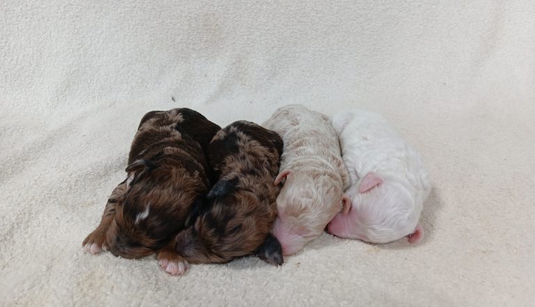 Lassie-litter mini poodle-the puppy lodge