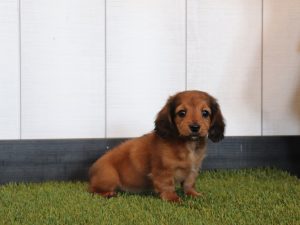 Lazlo-3857aaa-mini-dachshund-Pawsome-Family-Pets
