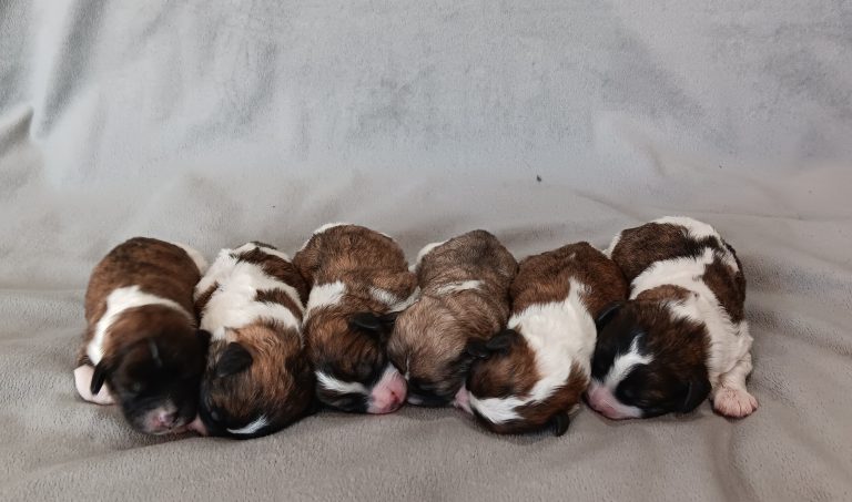 Nellie-litter teddy bear-the puppy lodge