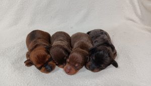 Penny-litter-mini dachshund-the puppy lodge