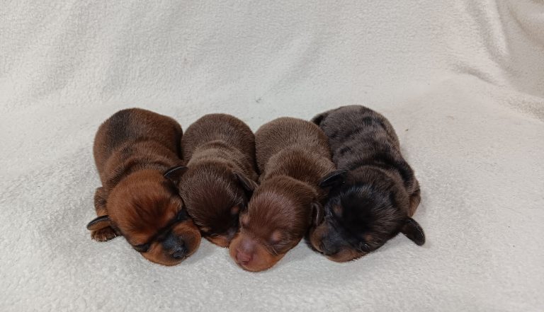 Penny-litter-mini dachshund-the puppy lodge