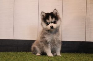 Romeo-0113bbb-pomsky-Pawsome-Family-Pets
