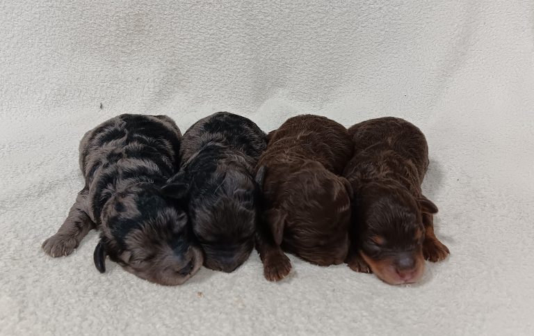 Rosebud-litter mini doxiepoo-the puppy lodge