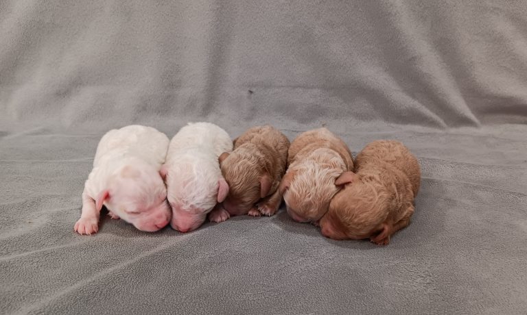 Sapphire-litter-mini poodle-the puppy lodge