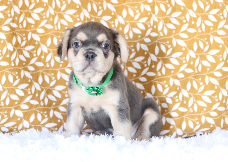 0356aMason the fluffy frenchie-the puppy lodge