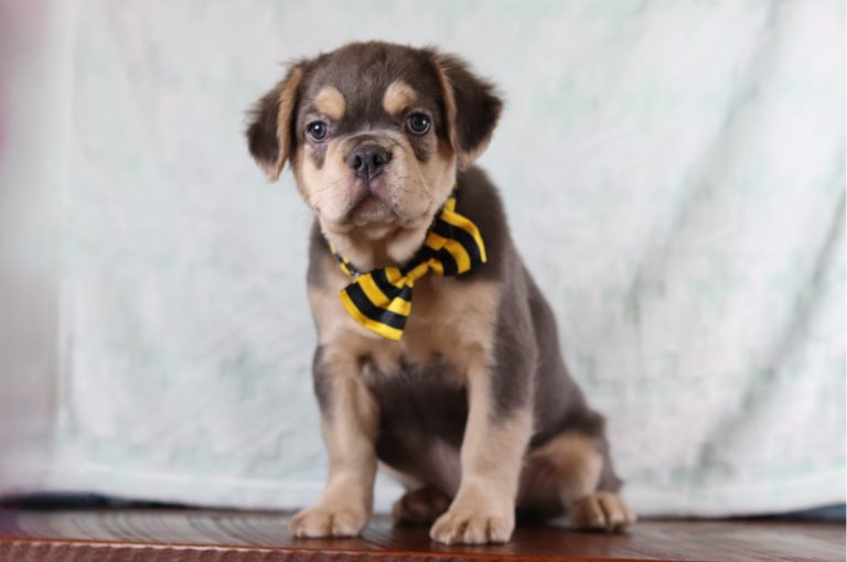 0356aaa-Mason the fluffy frenchie-the puppy lodge