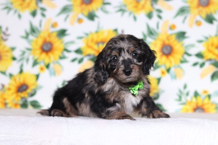 0504aPerry the doxypoo-the puppy lodge