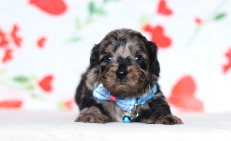 0504aaaPerry the Doxypoo-the puppy lodge