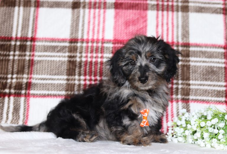 0504aaaPerry the doxypoo-the puppy lodge