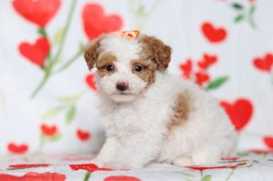 0518aaaBella the mini poodle-the puppy lodge