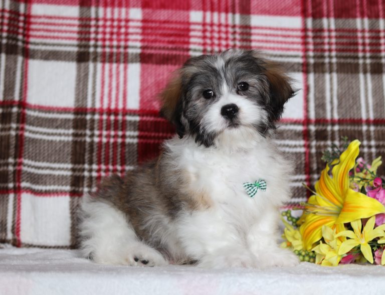 0581aaaEngine the teddy bear-the puppy lodge