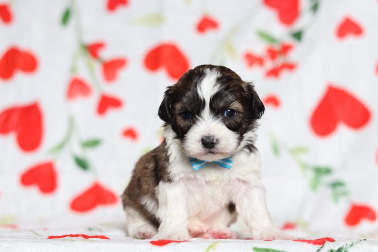 0581aaEngine the teddy bear-the puppy lodge