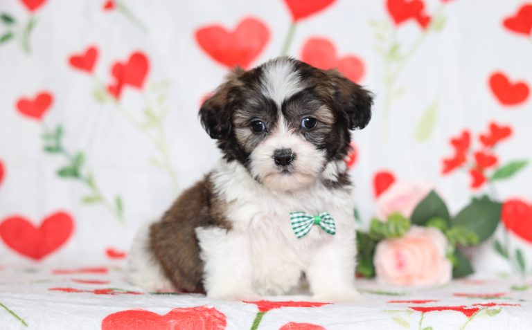 0581aaaEaston the teddy bear-the puppy lodge