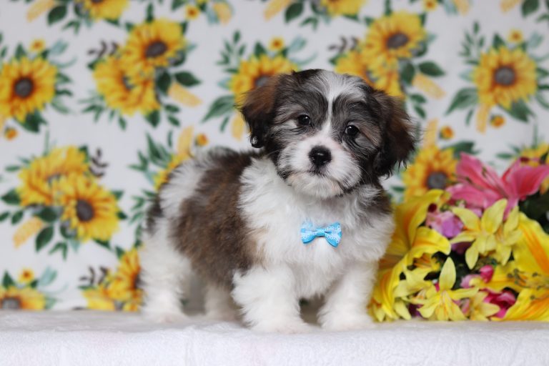 0581aaaEngine the teddy bear-the puppy lodge