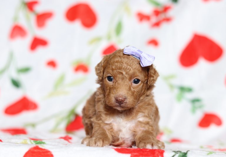 0583aaBabe the mini poodle-the puppy lodge