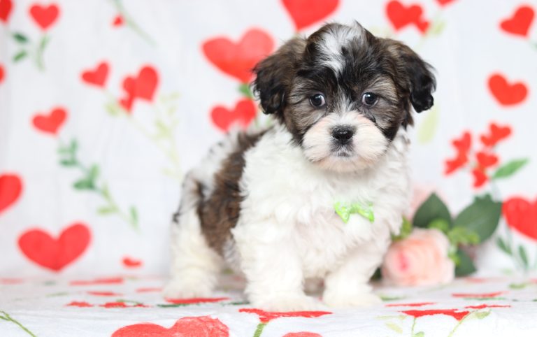 0586aaaEaston the teddy bear-the puppy lodge