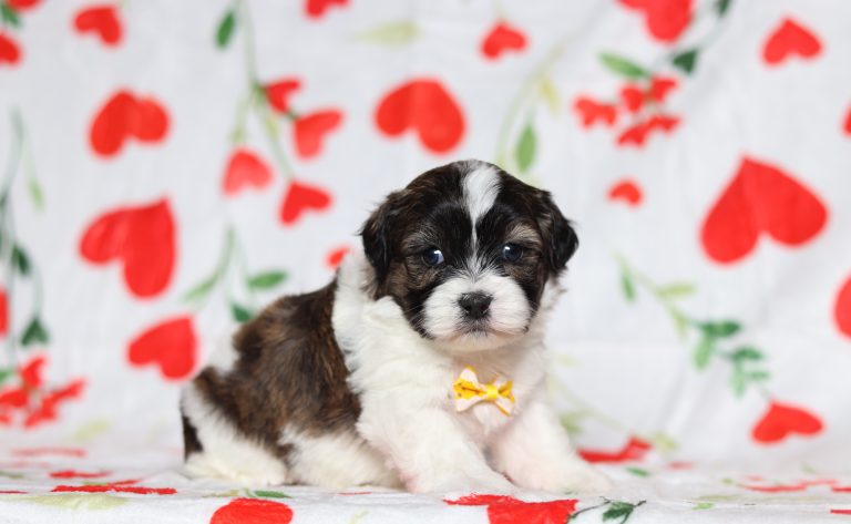 0586aaaEaston the teddy bear-the puppy lodge