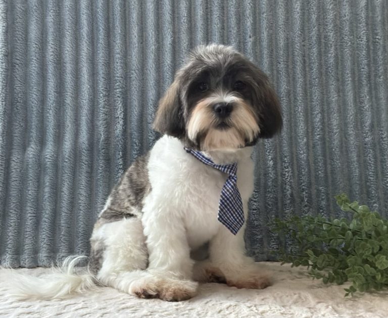 0586aa Easton teddy bear puppy - The Puppy Lodge