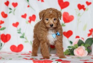 0587aaBart the mini poodle-the puppy lodge