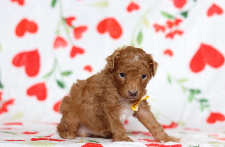 0587aaaBart the mini poodle-the puppy lodge