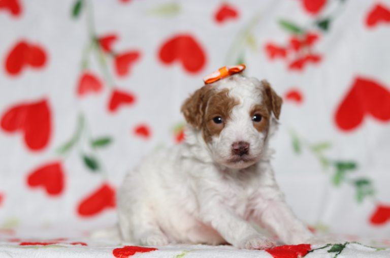 0588aaaBrooklyn the mini poodle-the puppy lodge