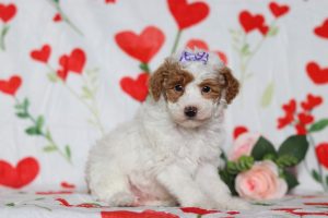 0518aaaBrooklyn the mini poodle-the puppy lodge