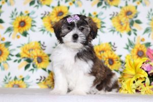 0594aaaElaina the teddy bear-the puppy lodge