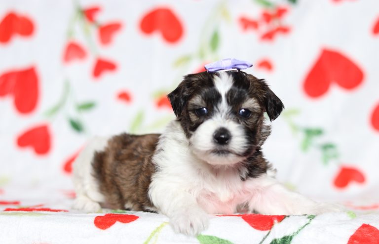 0594aaaElaina the teddy bear-the puppy lodge