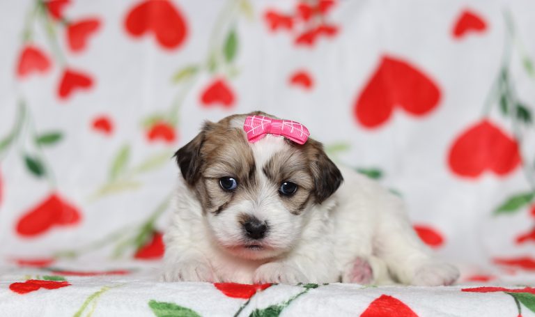 0595aaEva the teddy bear-the puppy lodge