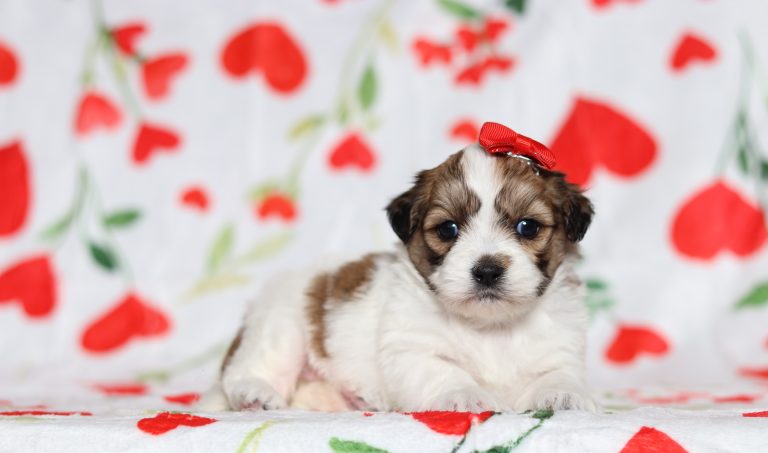 0596aaaEmmy the teddy bear-the puppy lodge